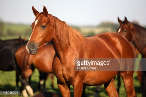 Mane Stallion Mare Mustang Rein, mustang, horse, horse Tack, horse