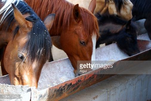 How To Treat Rain Rot in Horses