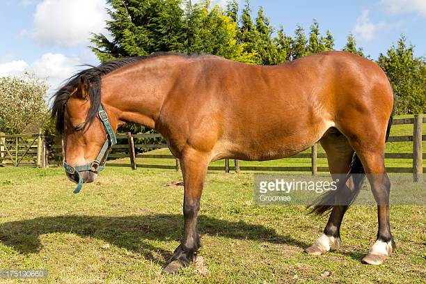 What is the temperature range for a healthy horse?