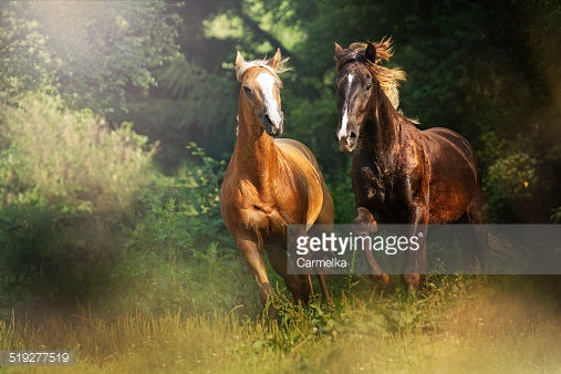 13 Cool Belgian Horse Facts