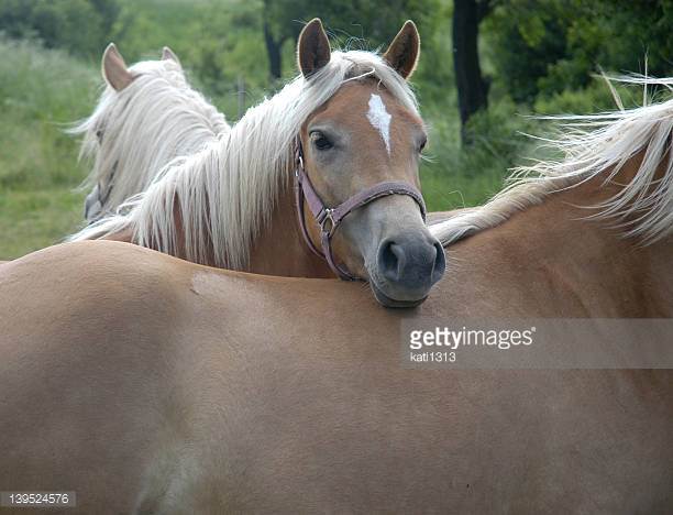 Icelandic Horse Origin and Characteristics