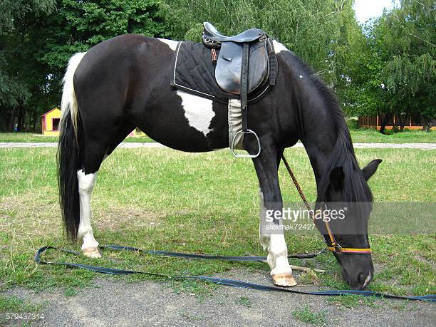 Swedish Warmblood Horse Origin and Characteristics