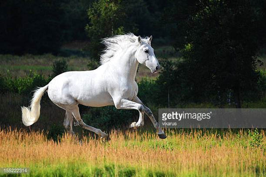 What is a Stallion Horse