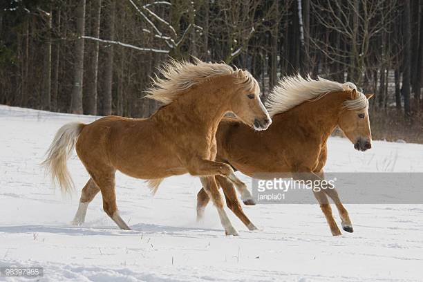 10 European Horse Breeds