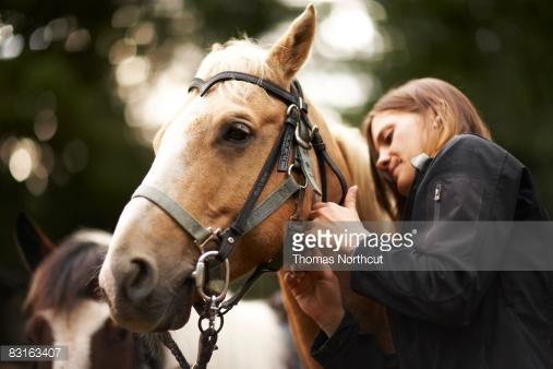 Andalusian Horse Temperament and Personality