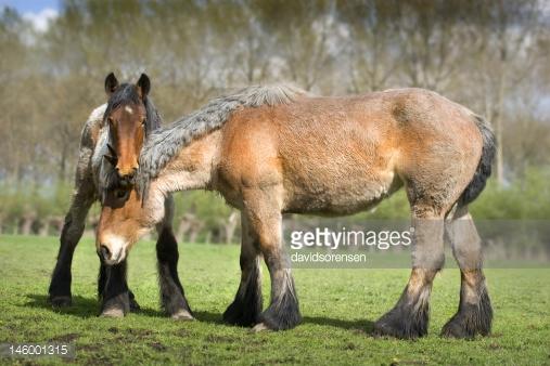 6 Dutch Horse Breeds