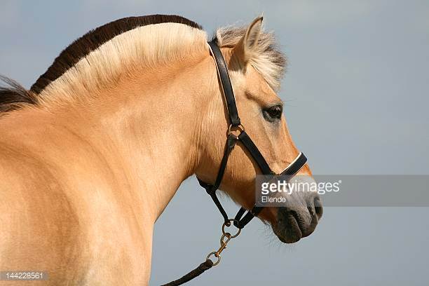 Cob Horse Temperament and Personality