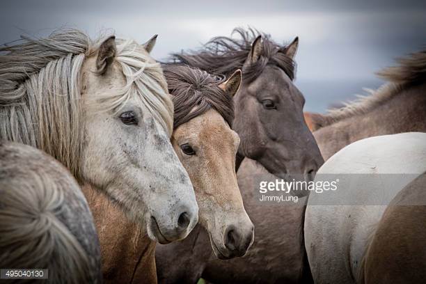 Irish Draught Horse Origin and Characteristics