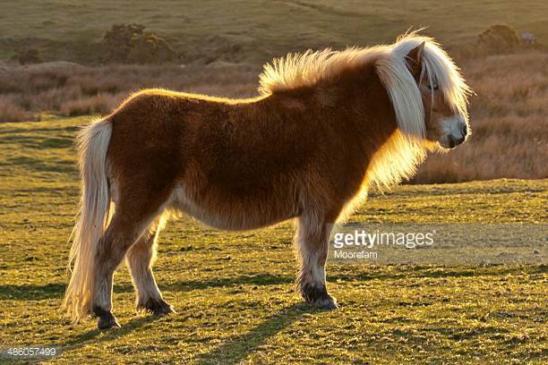 Exmoor Horse Origin and Characteristics