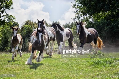 12 Gaited Horse Breeds