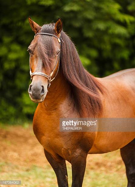 Percheron Horse Origin and Characteristics