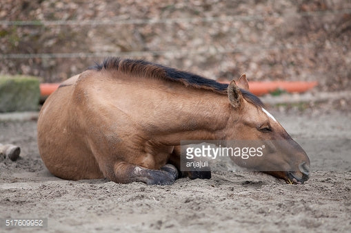 How to Treat Laminitis in Horses