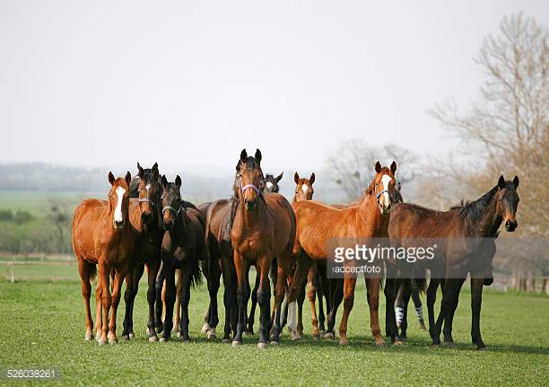 12 Black Horse Breeds
