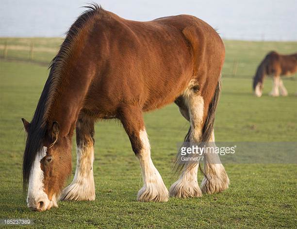 10 Biggest Horse Breeds