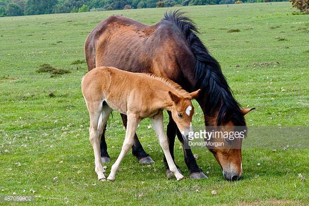 Marsh Tacky Horse Origin and Characteristics