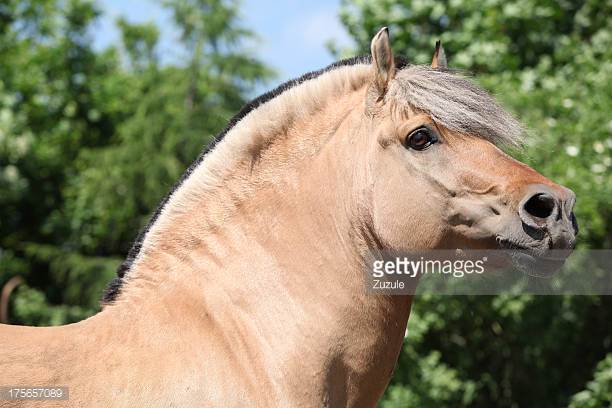 Oldenburg Horse Temperament and Personality