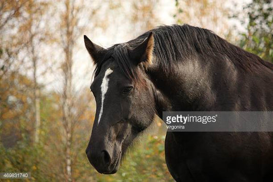 Oldenburg Horse Origin and Characteristics