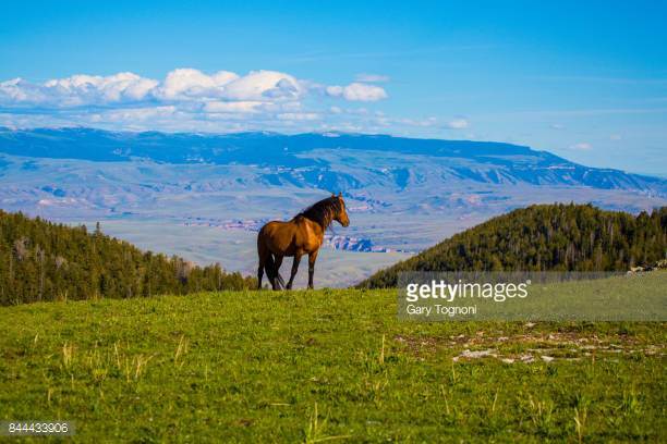 What Causes Founder In Horses