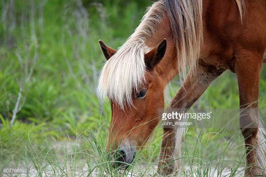 Saddlebred Horse Origin and Characteristics