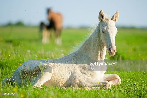 American Quarter Horse Origin and Characteristics