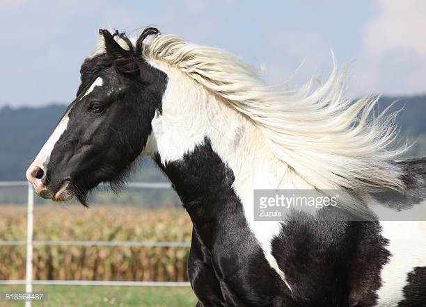 Fjord Horse Temperament and Personality