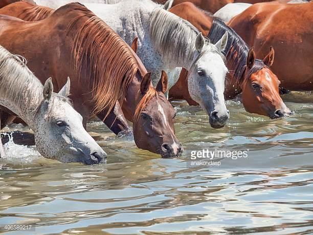 Spanish Mustang Horse Origin and Characteristics