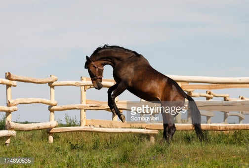 14 Interesting Przewalski Horse Facts