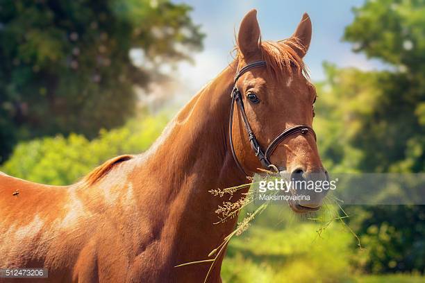 Przewalski Horse Origin and Characteristics