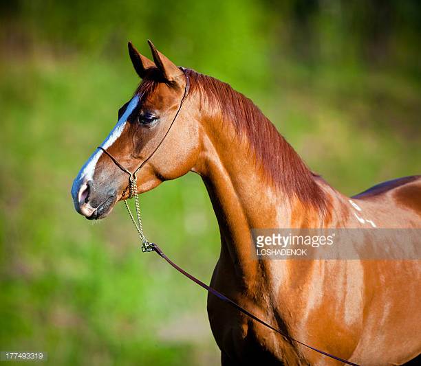 Belgian Horse Origin and Characteristics