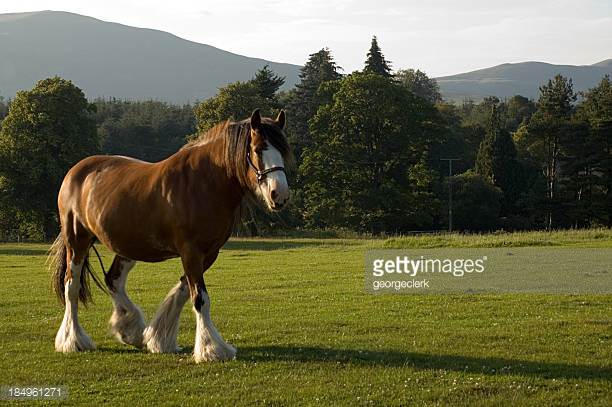 Connemara Pony Origin and Characteristics