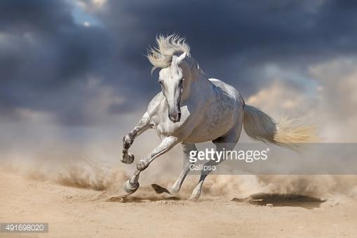 Arabian Horse Temperament and personality