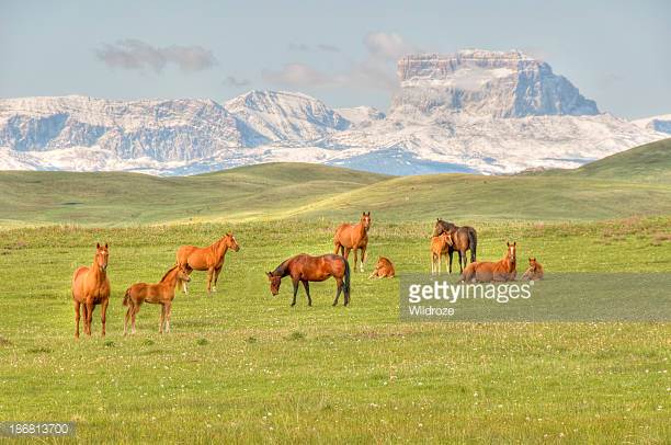 Chincoteague Assateague Horse Origin and Characteristics