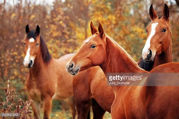 Abaco Barb Horse Origin and Characteristics