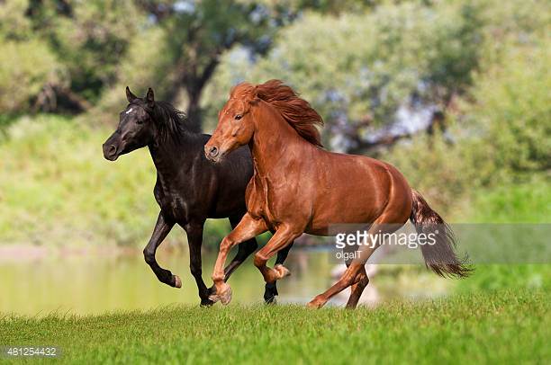 American Saddlebred Horse Origin and Characteristics