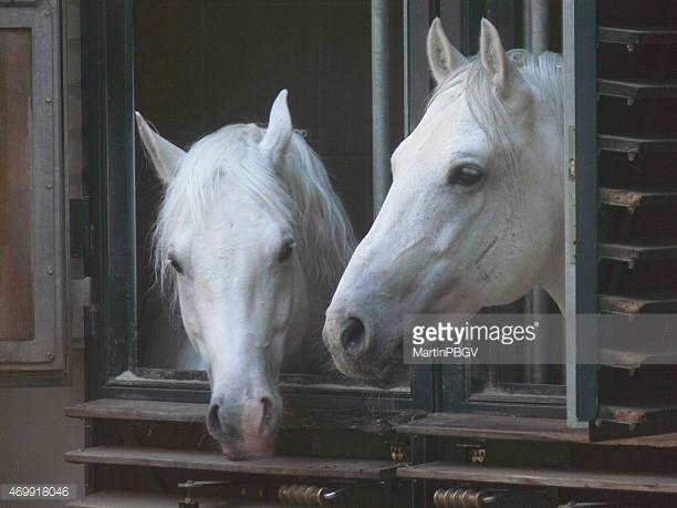 10 Black And White Horse Breeds – Karina Brez Jewelry