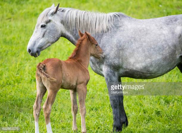 Camargue Horse Origin and Characteristics