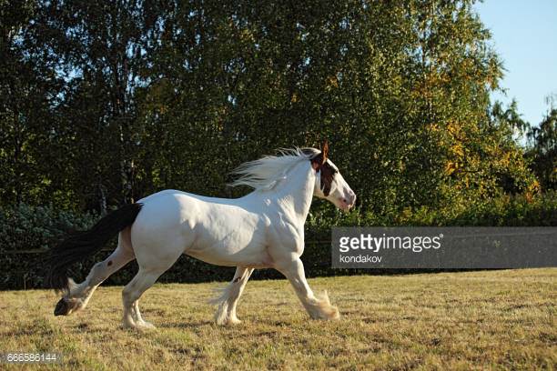 Danish Warmblood Horse Origin and Characteristics