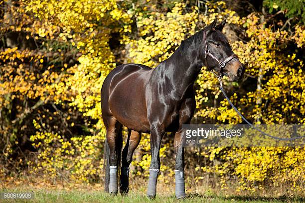 Haflinger Horse Origin and Characteristics