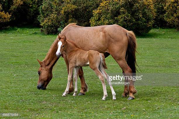 Mustang Horse Origin and Characteristics