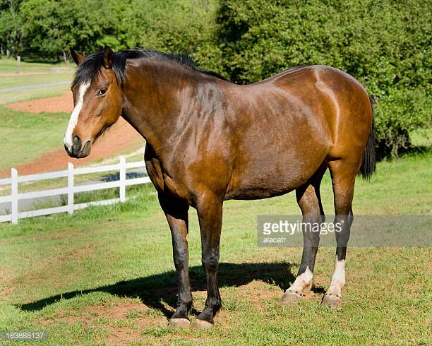 Peruvian Horse Origin and Characteristics