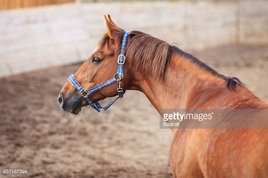 Westphalian Horse Origin and Characteristics
