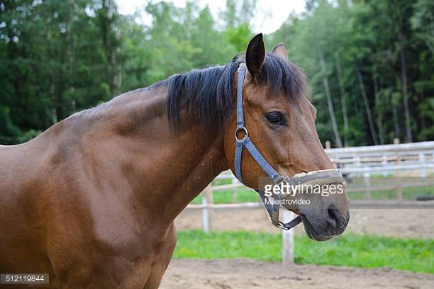 Tennessee Walking Horse Origin and Characteristics