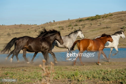 9 Endurance Horse Breeds