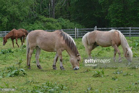 11 Carriage Horse Breeds