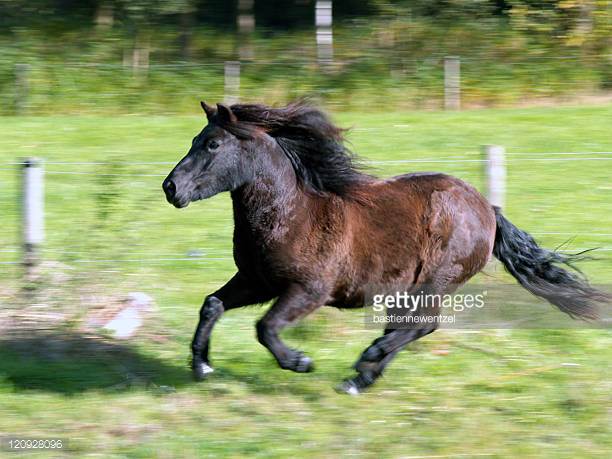 Dutch Warmblood Horse Origin and Characteristics